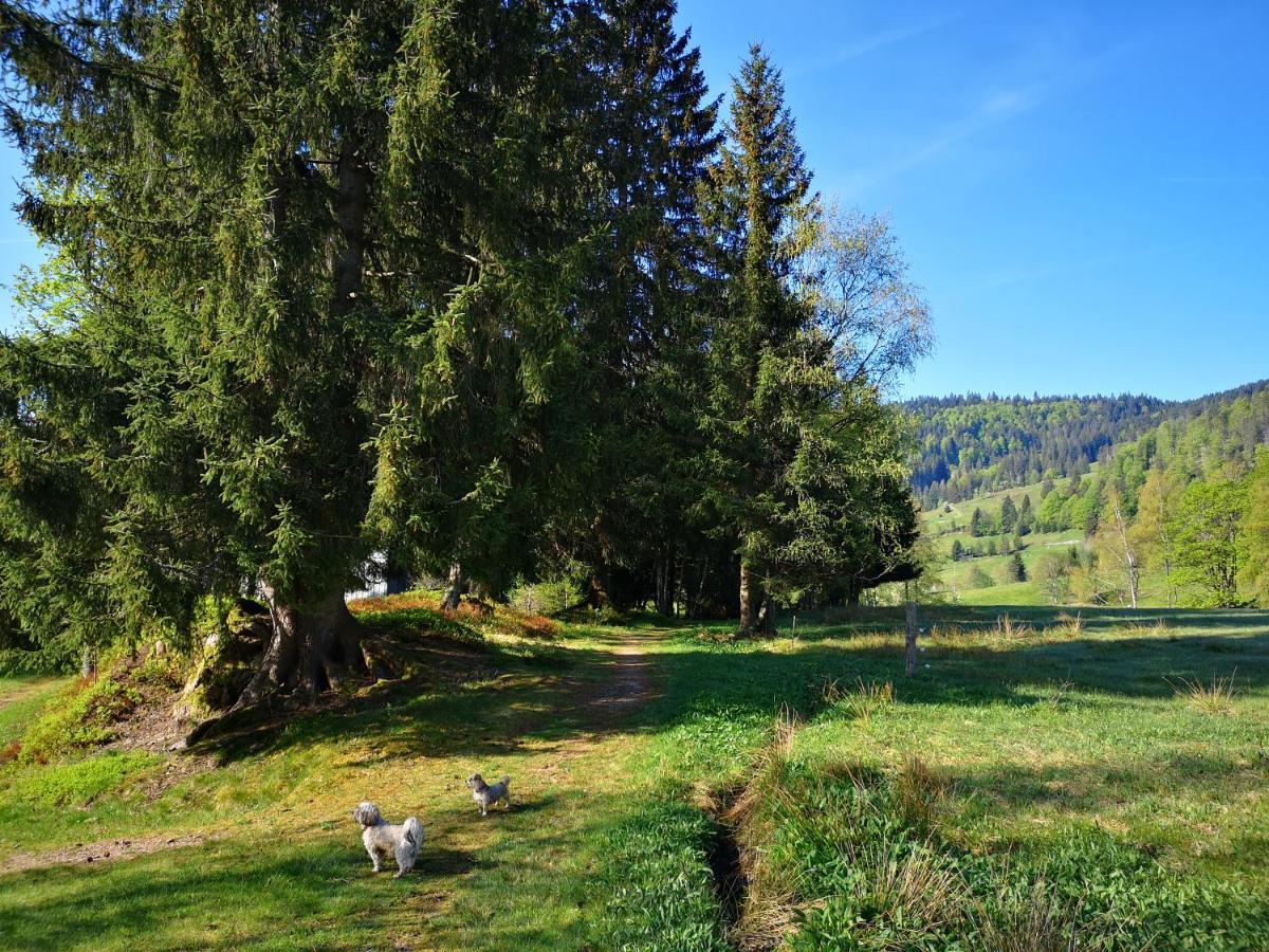 Menzenschwand-Hinterdorf B4 Albmatte 아파트 외부 사진