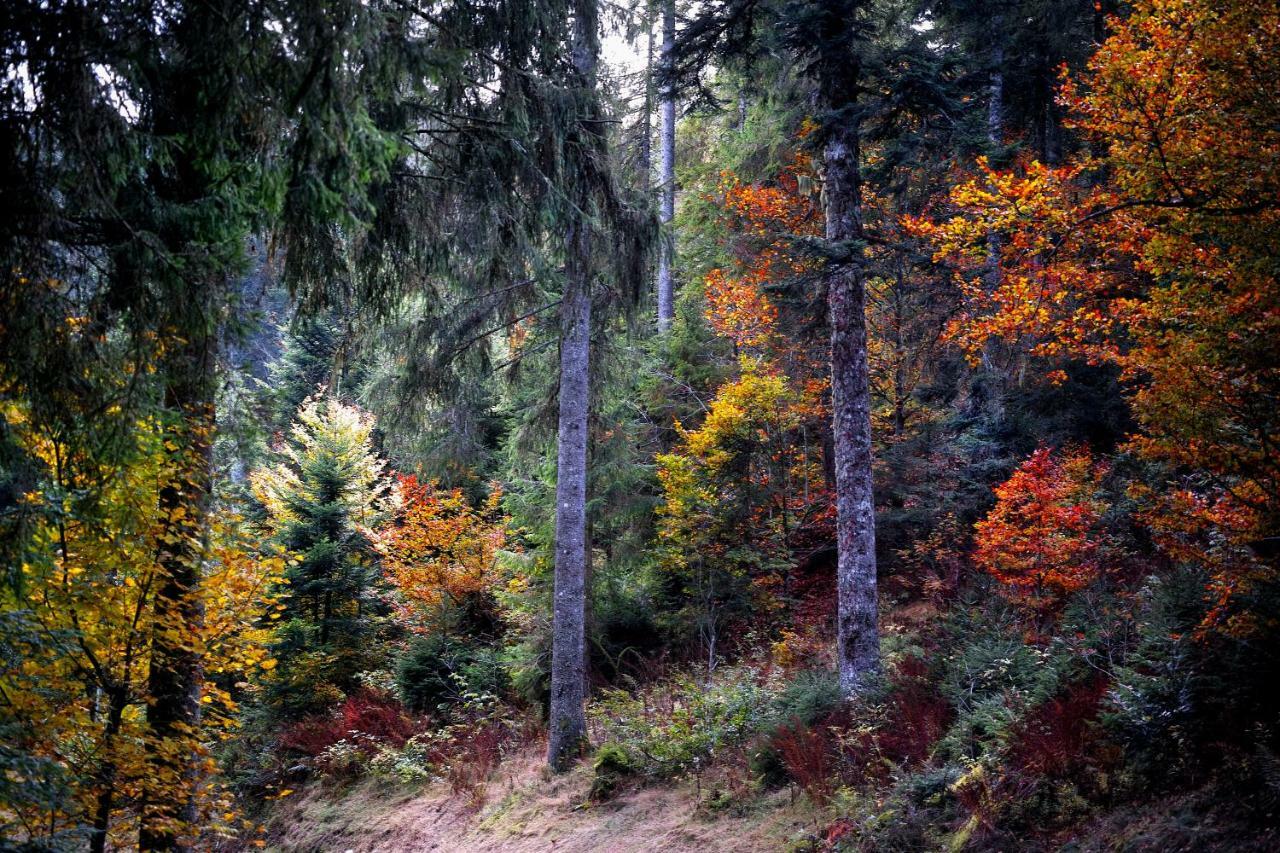 Menzenschwand-Hinterdorf B4 Albmatte 아파트 외부 사진